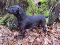 /album/fotogaleria/fila-chvilku-v-klude-jpg/